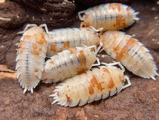 Porcellionides pruinosus 'Orange Koi'