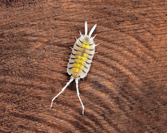 12x Porcellio bolivari 'Yellow Ghost'